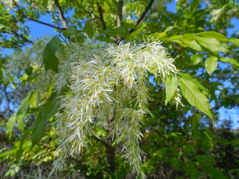 Ясень фото. Ясень манновый. Ясень манновый (Fraxinus ornus). Ясень манный. Ясень Крымский.