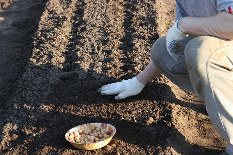 Посадка осенью под зиму. Посадка озимого лука осенью. Посадка озимого лука севка. Лук сеянка посадка. Озимый лук посадка.