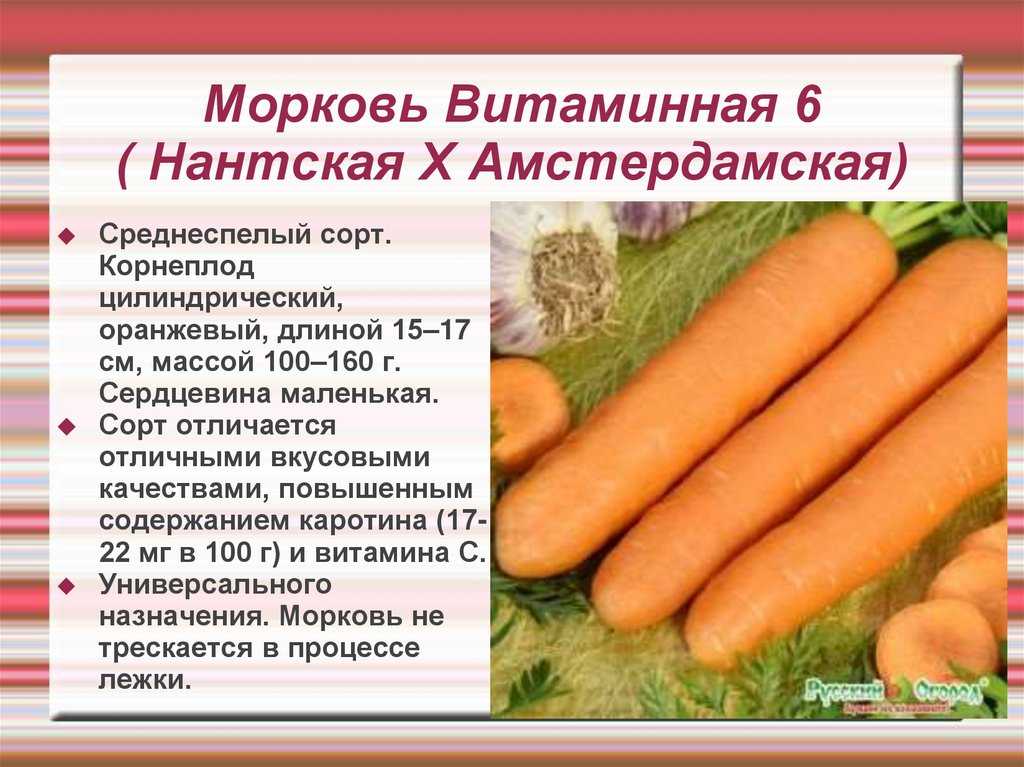 Морковь состав. Морковь витаминная 6. Морковь сорт витаминная 6. Морковь богата витамином. Морковка витаминная.