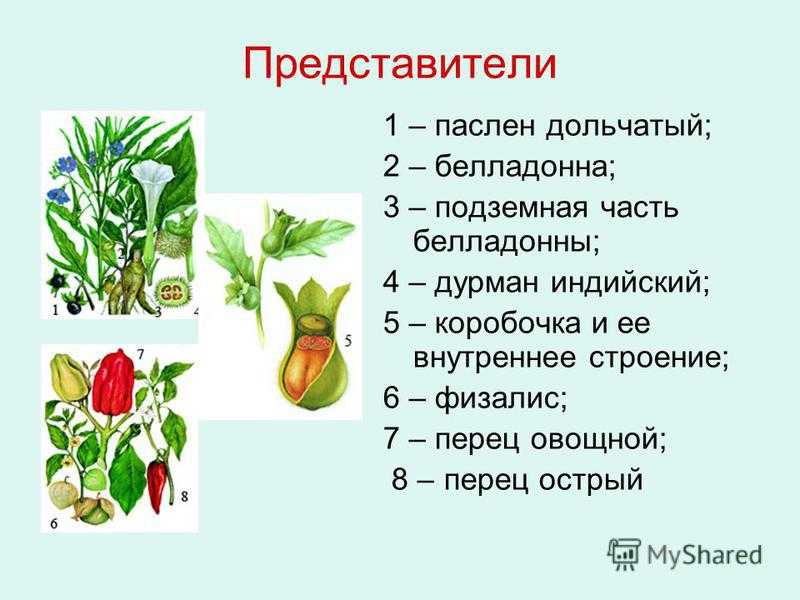 Представители пасленовых