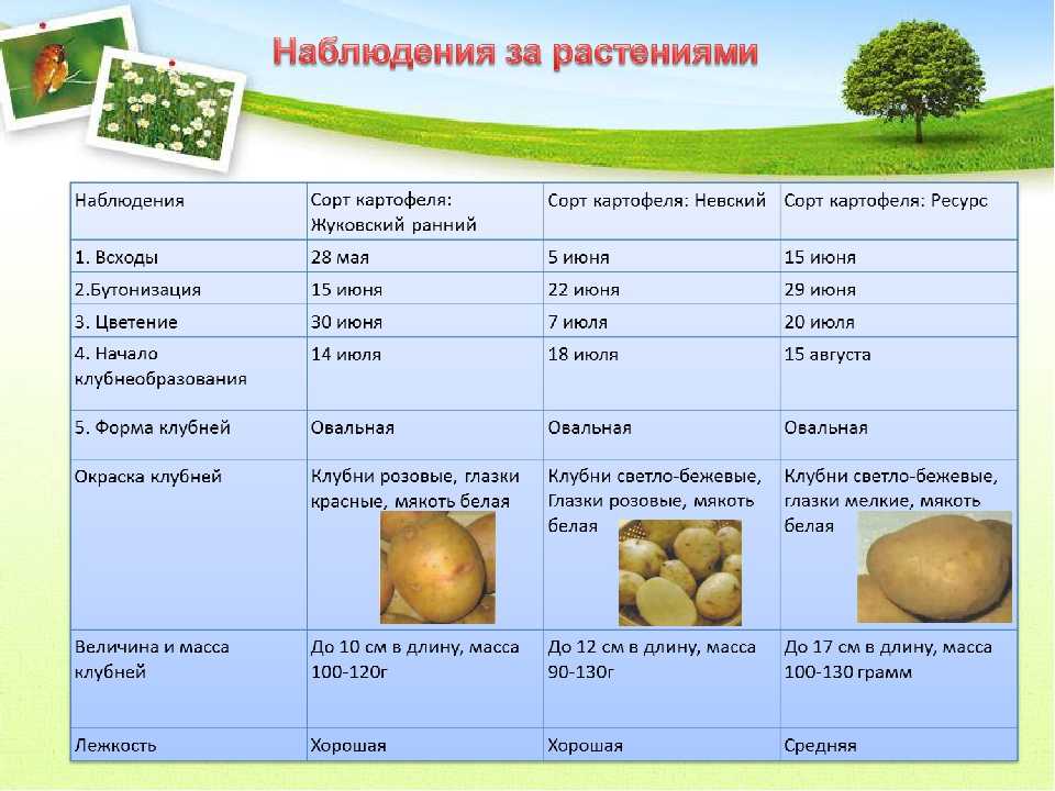 Сколько дней надо проращивать картофель