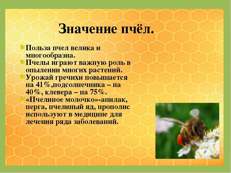 Какие отношения между яблоней и домашней пчелой. Значение пчел в природе. Значение пчел для человека. Значение пчел в жизни человека. Значение пчёл в природе и жизни человека.