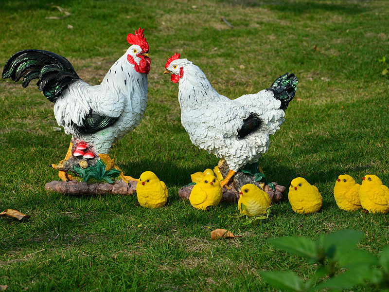 Семья куре. Курица с цыплятами. Курочка с цыплятами. Петух курица цыпленок. Петух Курочка и цыплята.