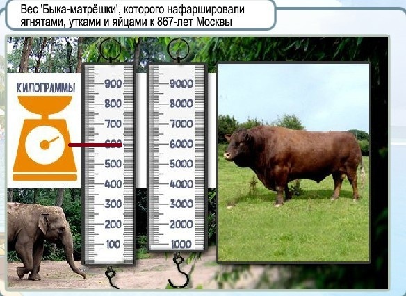 Сколько быков было белого цвета. Метр для измерения КРС живым. Таблица измерения веса быка. Вес быка. Таблица измерения веса коровы.