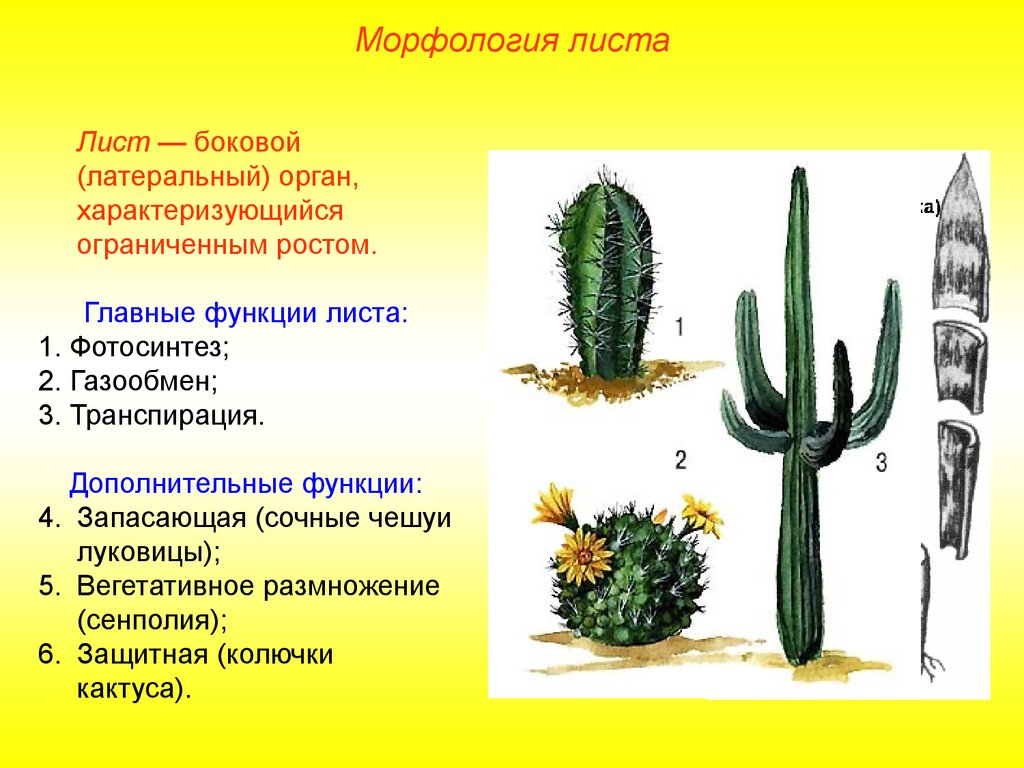 Внешнее строение кактуса сыча. Лист функции и морфология. Строение кактуса. Строение цветка кактуса. Внешнее строение кактуса.