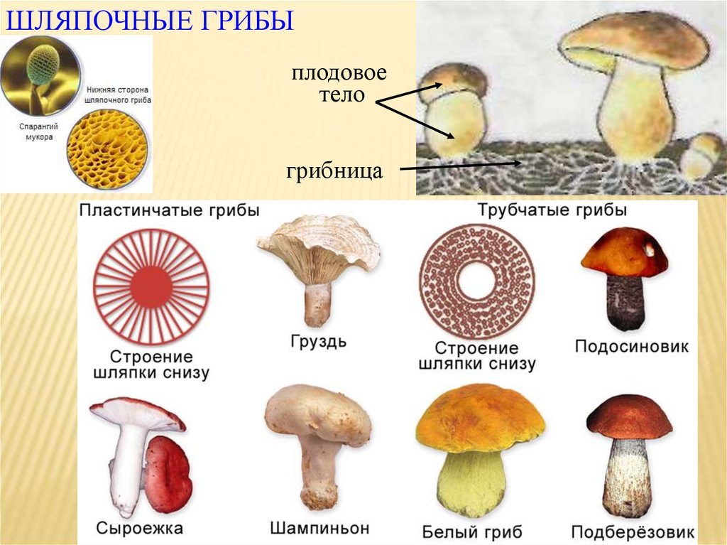 У подосиновика образуется плодовое тело. Строение шляпочного гриба. Строение шляпочных грибов. Строение трубчатых грибов. Грибница шляпочных грибов.