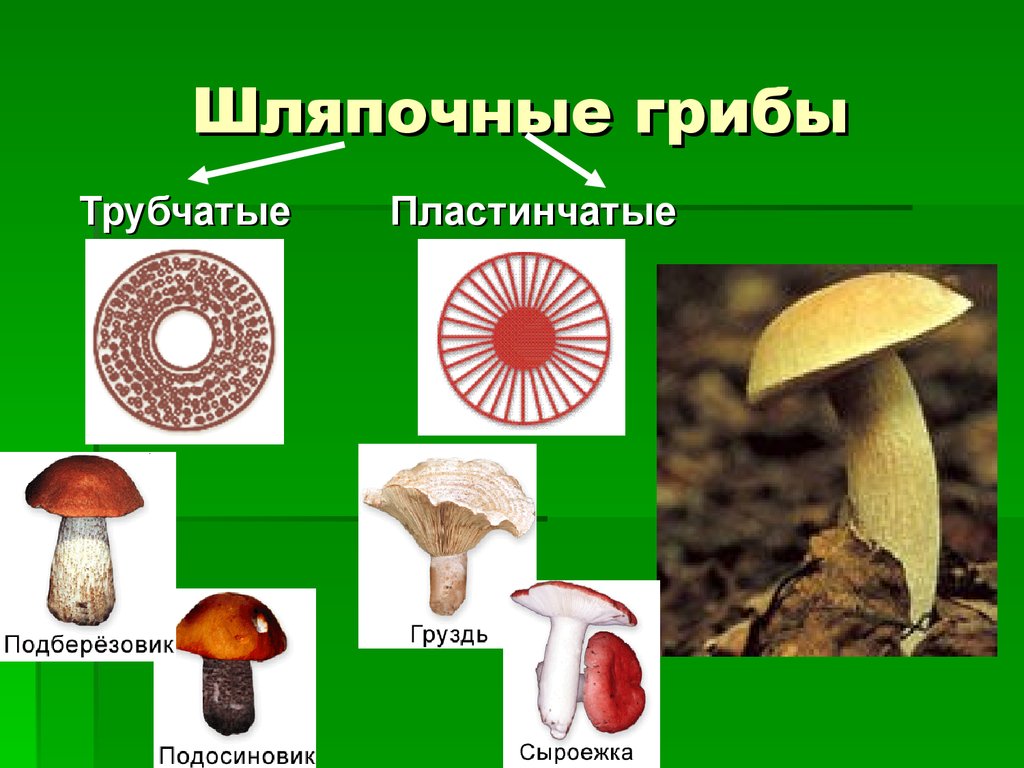 Голосеменные шляпочные грибы примеры. Царство грибов Шляпочные. Грибы Шляпочные и трубчатые. Подберёзовик трубчатый или пластинчатый гриб. Сыроежка трубчатый или пластинчатый гриб.