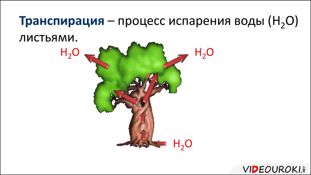 Транспирация это. Транспирация. Транспирация процесс испарения воды листьями. Транспирация у растений это. Относительная транспирация.