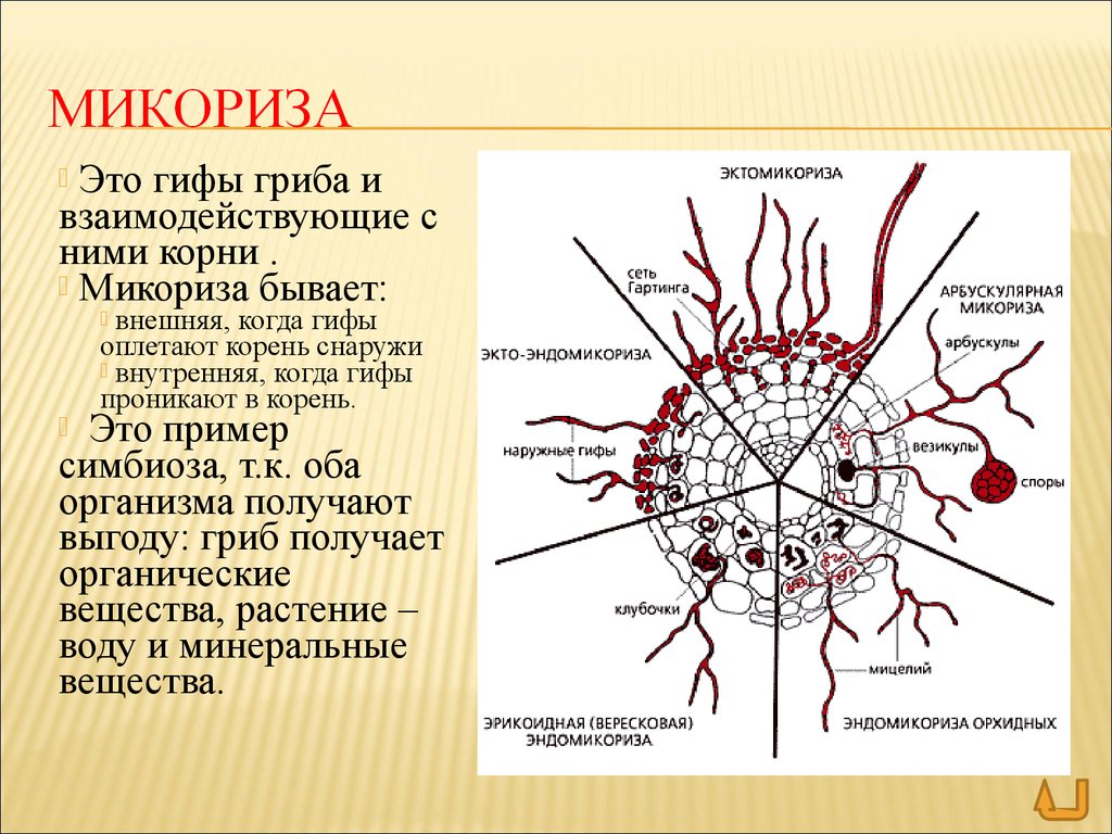 Грибница корень. Строение гриба микориза. Микориза на корнях растений. Строение грибов микориза. Микориза схематичный рисунок.