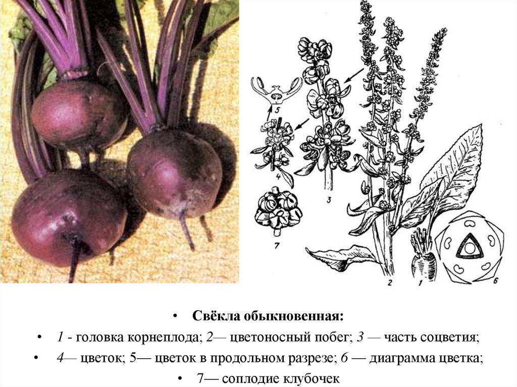 Свекла к какой группе относится