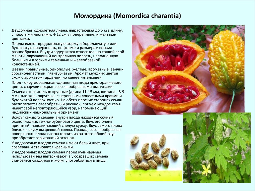 Момордика что это за растение. Момордика харанция плод. Лиана момордика. Момордика харанция семена. Индийский гранат момордика.