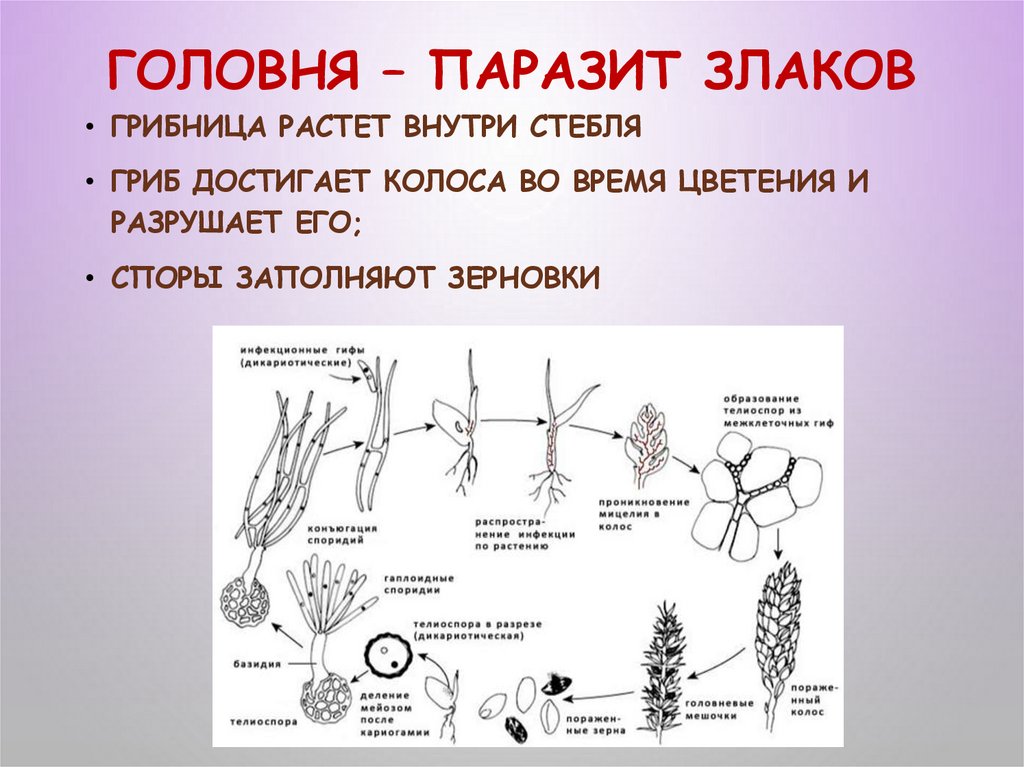 Паразиты размножение. Головневые грибы жизненный цикл. Схема цикла развития пыльной головни. Головня это паразит. Жизненный цикл головни схема.