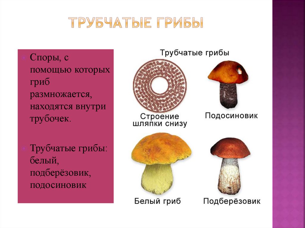 Чем отличается спора гриба. Размножение трубчатых грибов. Строение трубчатого гриба. Грибы губчатые, трубчатые и пластинчатые. Трубчатые грибы споры строение.