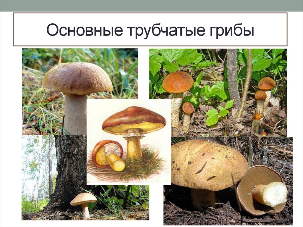 Белый гриб относится к съедобным трубчатым. Трубчатые грибы 2) пластинчатые грибы. Грибы Шляпочные и трубчатые. Трубчатые грибы съедобные. Съедобные трубчатые грибы названия.