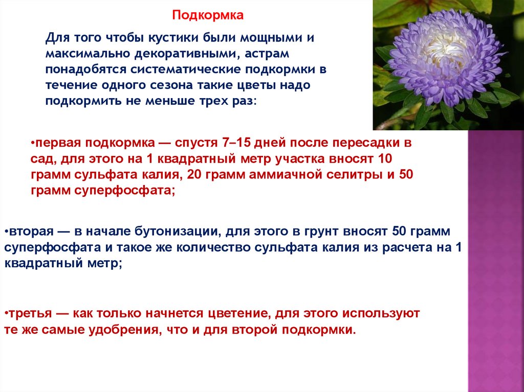 Астры как снять. Астры многолетние или однолетние. Астра однолетняя простая форма. Астры кто их употребляет в пищу?. Астра посадка и уход в грунт состав.