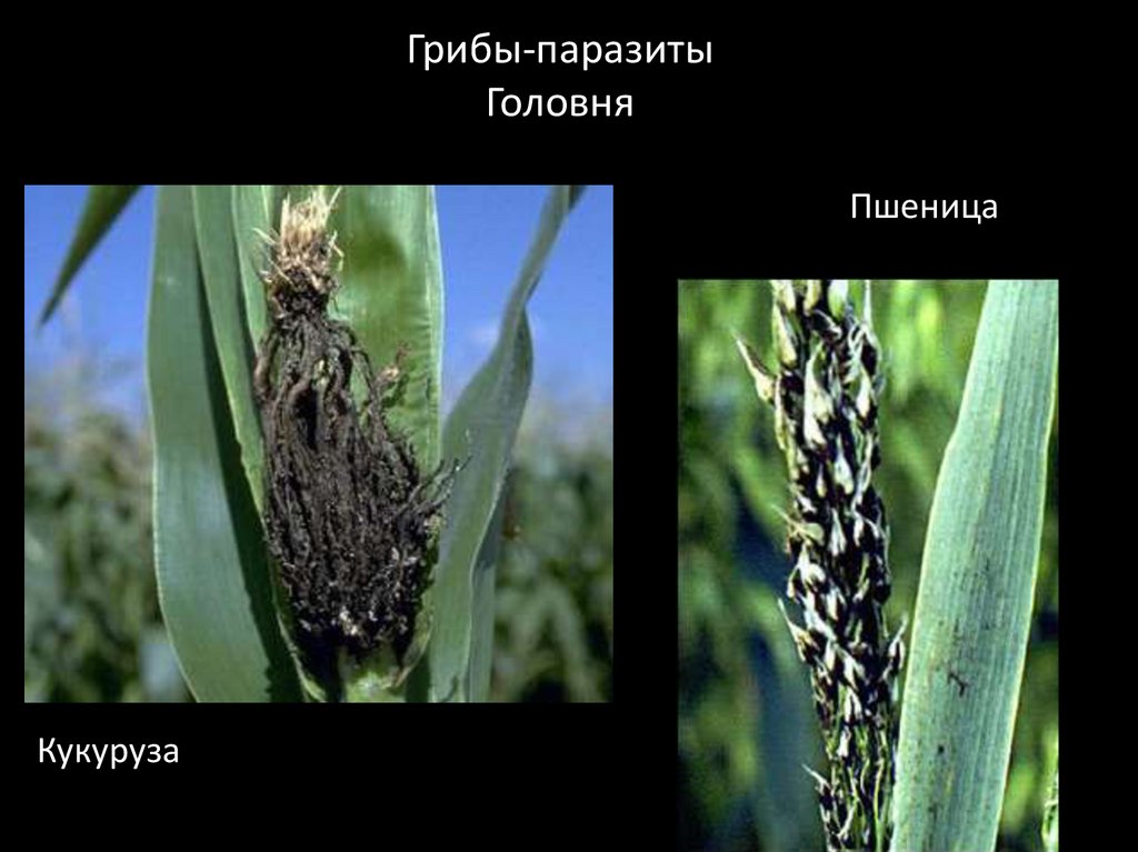 Головня гриб. Головня гриб паразит. Головневые грибы паразиты. Грибы паразиты растений Головня. Головня гриб паразит строение.