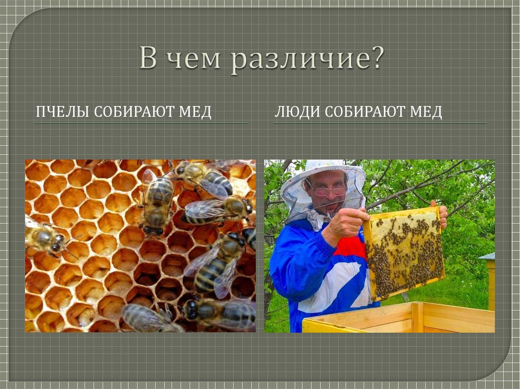 Пчелы получают мед. Пчела собирает мед. Мед как собирают пчелы собирают. Как собирают мед пчеловоды. «Пчелы собирают мед» УИГРА.