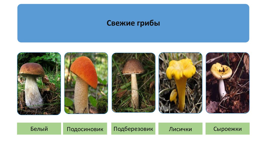 Белый гриб подберезовик подосиновик