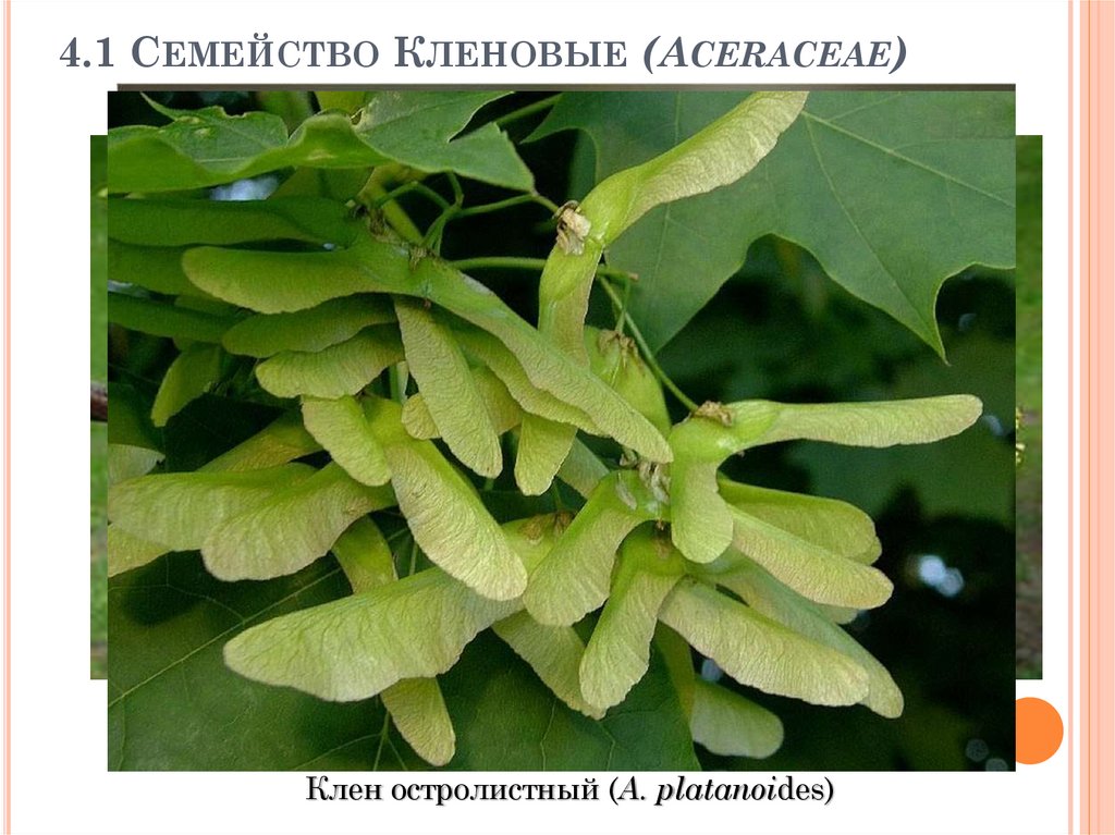 Семена лист. Семейство кленовые (Aceraceae). Листья вертолётики. Листья клена вертолетики. Лист клена с семенами.