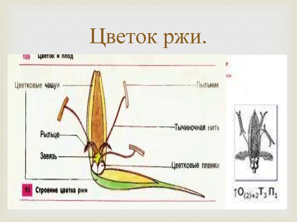 Цветок злаковых