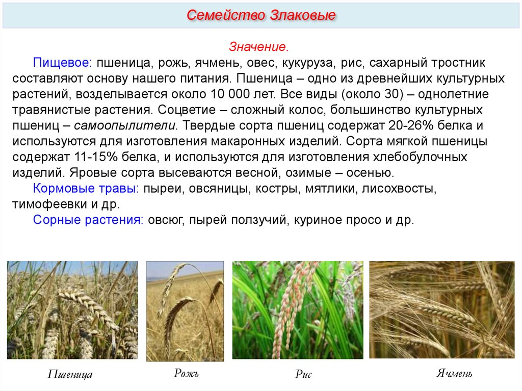 Пшеница это однодольное или двудольное. Рис семейство злаковые описание. Сообщение о семействе злаковых. Семейство злаковые пшеница. Сообщение на тему злаковые растения.