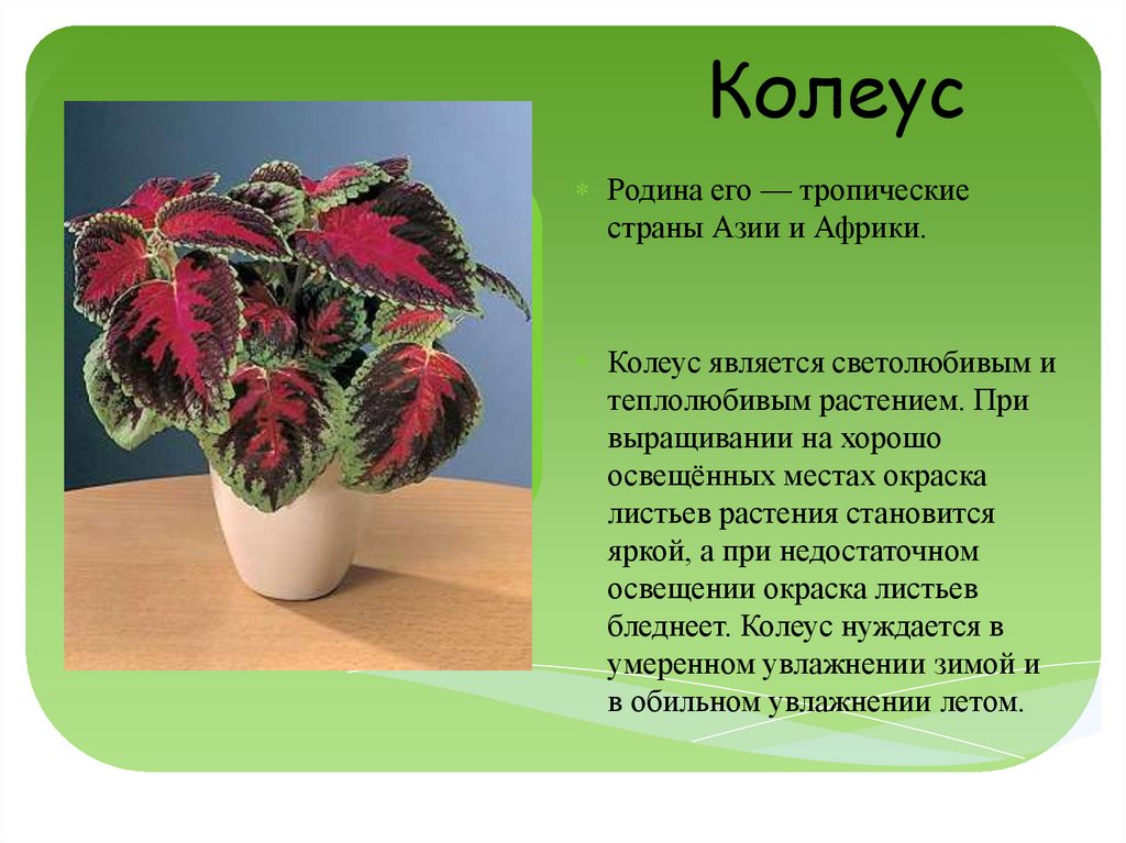 Описание бегонии комнатной. Колеус его Родина. Родина колеуса комнатного растения. Колеус цветок бегония цветок. Колеус и бегония.