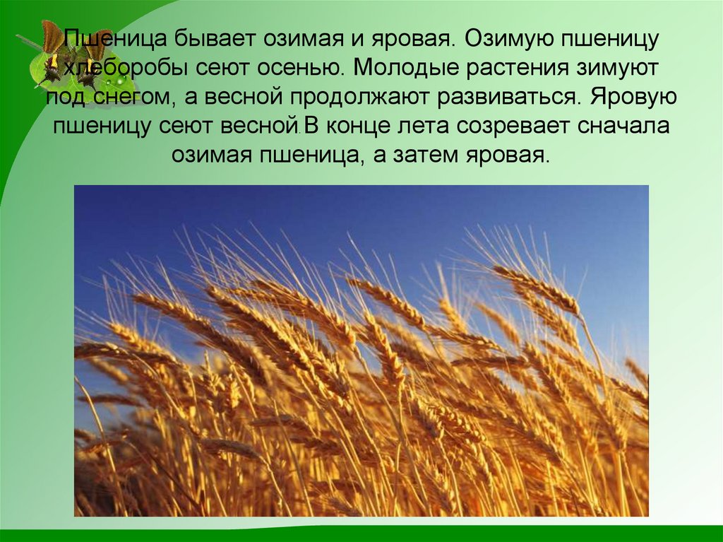 Текст с х 1 класс. Пшеница бывает озимая и Яровая. Растениеводство озимая и Яровая. Рассказ о пшенице. Пшеница доклад.