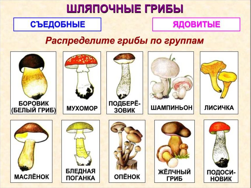 Таблица грибов. Грибы виды. Типы грибов. Съедобные грибы схема. Грибы бывают съедобные и ядовитые.