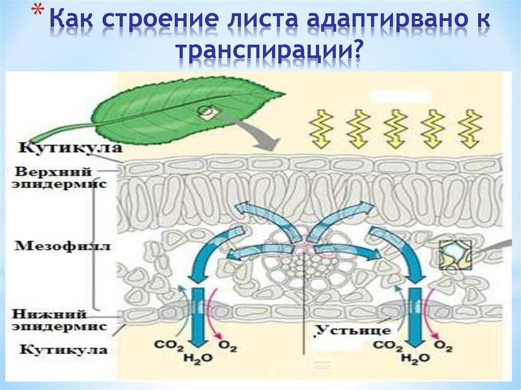 Фотосинтез транспирация