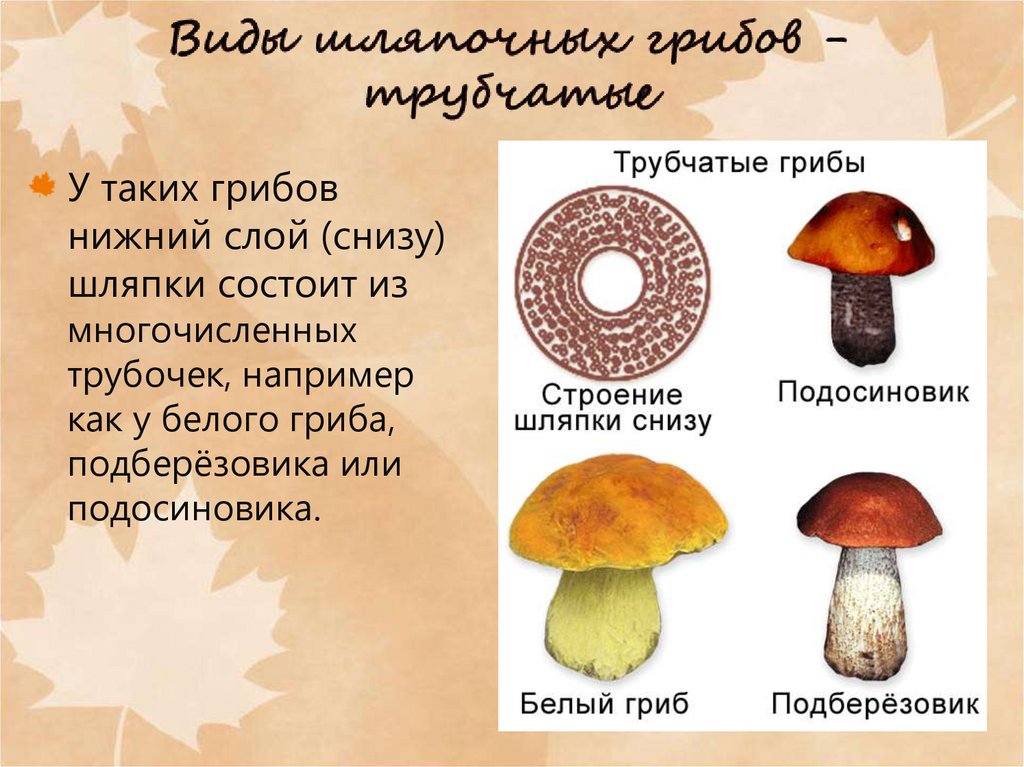 Различие трубчатых грибов. Грибы Шляпочные и трубчатые. Строение трубчатого гриба. Название трубчатых грибов. Трубчатые грибы названия.