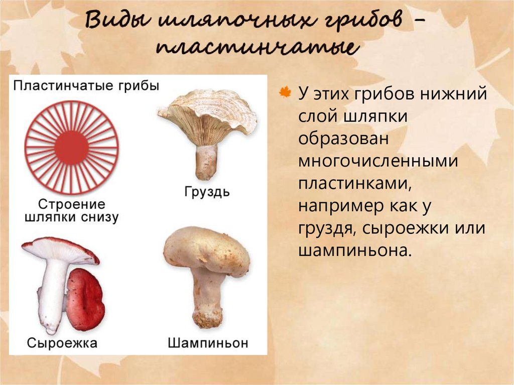 Голосеменные шляпочные грибы примеры. Шляпочные и пластинчатые грибы. Виды шляпочных грибов. Строение пластинчатого гриба. Строение пластинчатых грибов.