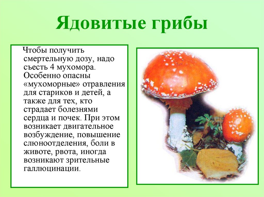 Подготовить сообщение о любых ядовитых грибах. Опасные грибы 2 класс. Сообщение о ядовитых грибах. Ядовитые грибы доклад. Опасные растения и грибы доклад.