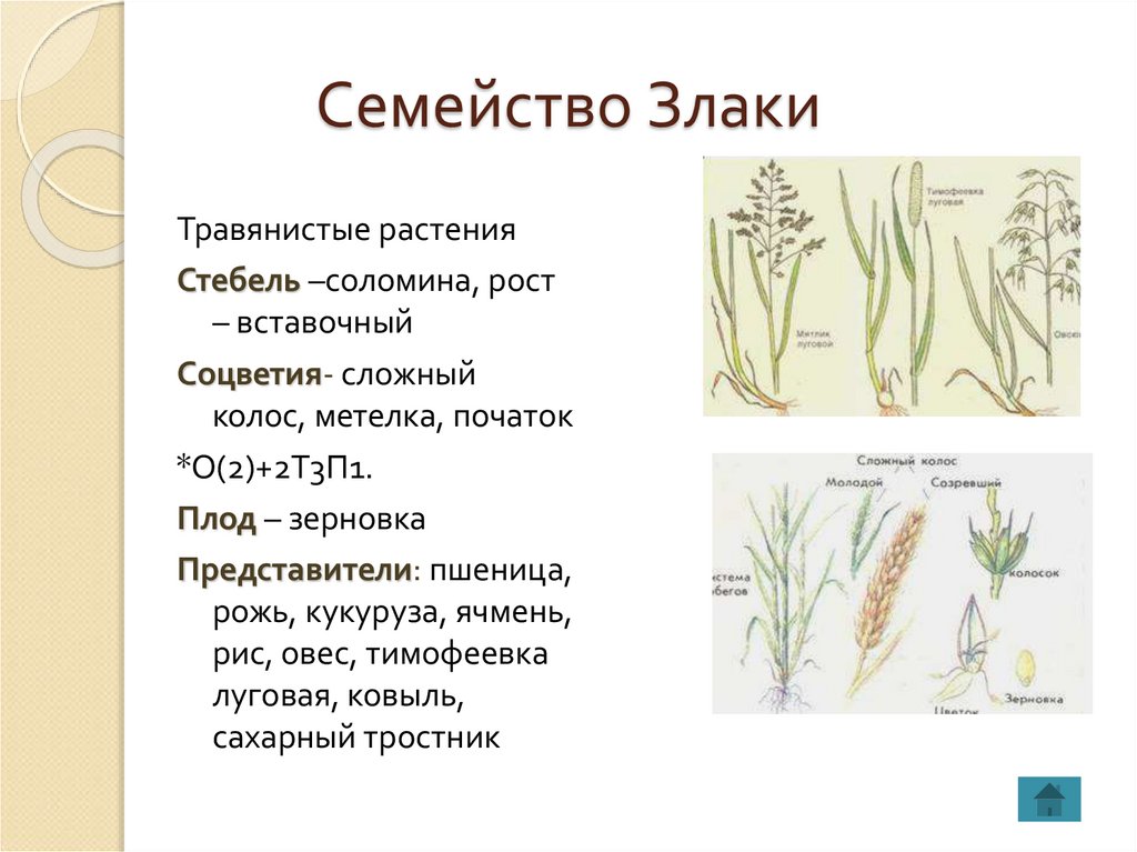 Особенности строения злаки таблица