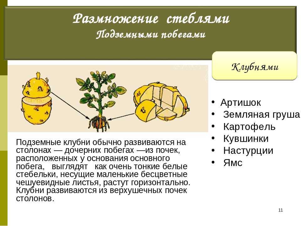 Размножение картофеля. Вегетативное размножение подземными побегами. Размножение клубнями. Размножение стеблевыми клубнями. Вегетативное размножение растений клубнями.