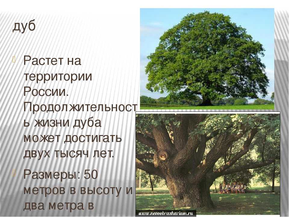Сколько растет 1 дерево