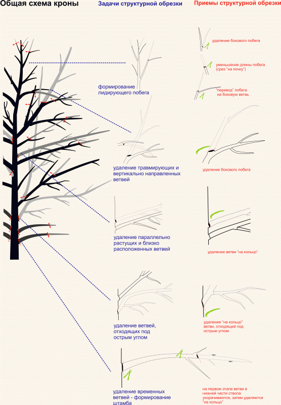Схема структурной обрезки деревьев