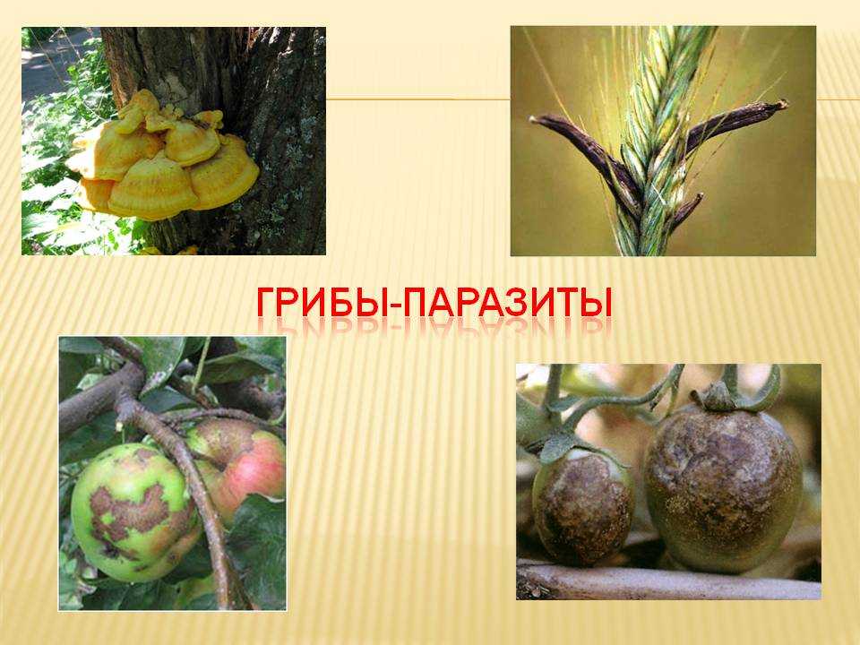 Презентация грибы паразиты растений животных и человека