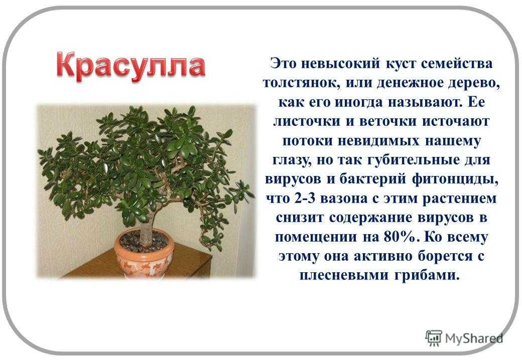 Польза денежного. Толстянка денежное дерево лечебные свойства. Толстянка Родина растения. Характеристика денежное дерево толстянка. Рассказ о денежном дереве.