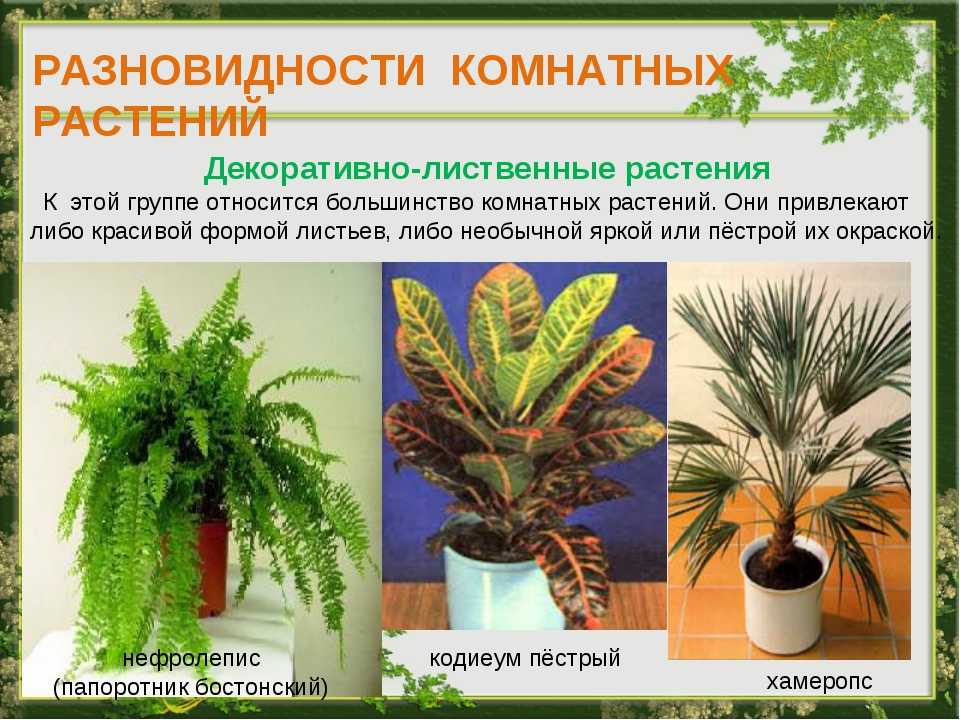 Названия и фото цветов растений список с фото