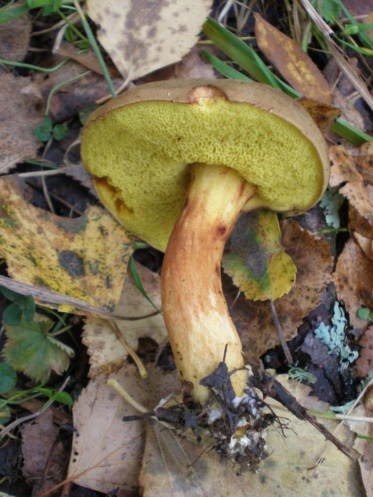 Польский гриб съедобный или нет. Гриб моховик ложный. Гриб моховик ложный гриб моховик ложный. Моховик зелёный ложный. Моховик гриб съедобный.