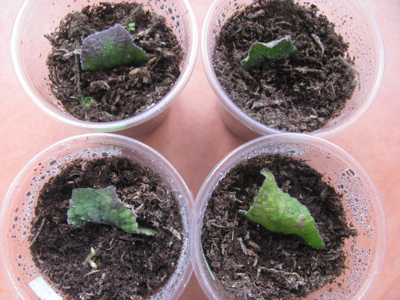 Размножение глоксинии листом в домашних условиях. Глоксиния черенкование листом. Глоксиния листья. Семядольные листочки у глоксиний.