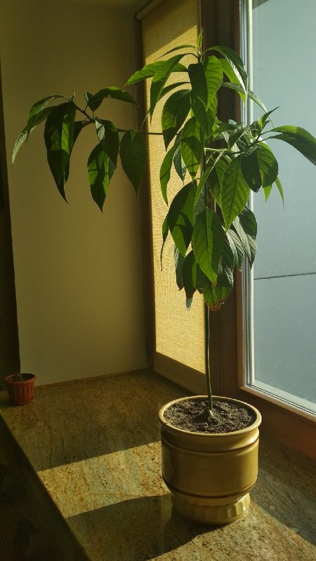Фото дерева авокадо в домашних условиях из косточки