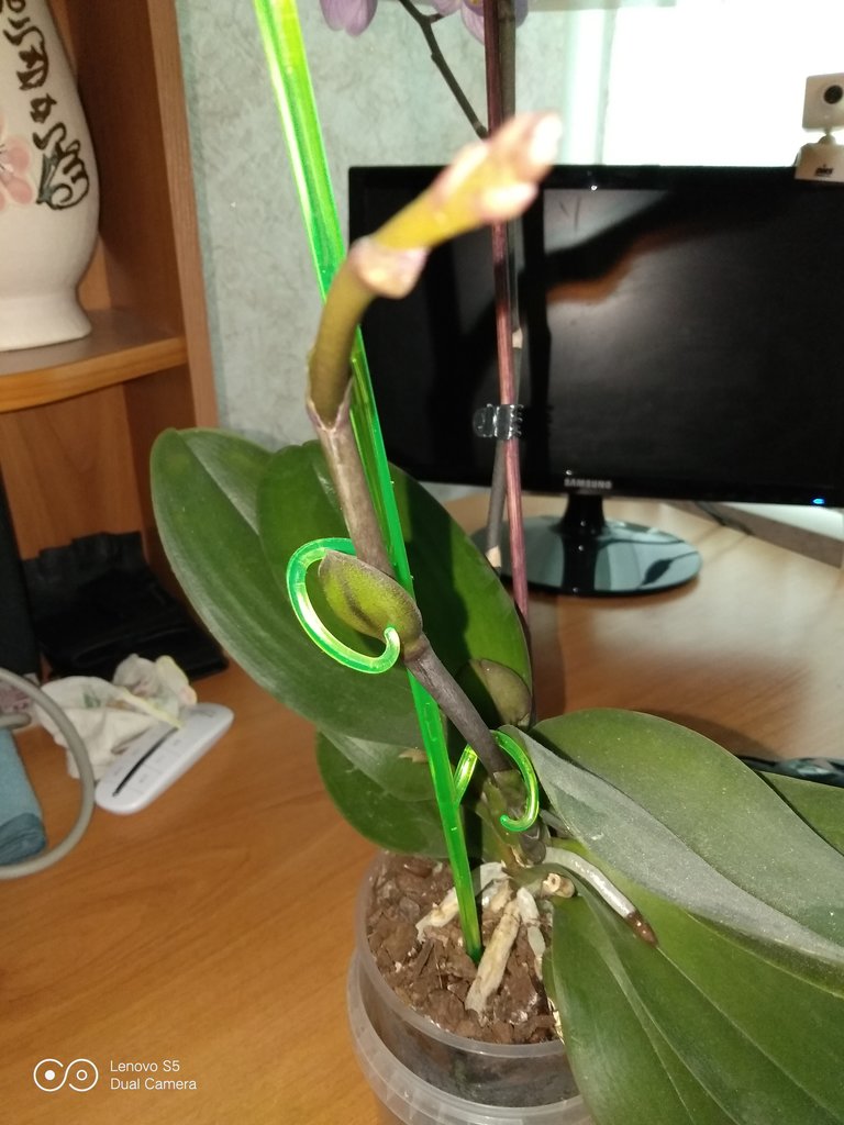 Откуда Орхидея Выпускает Цветонос Фото