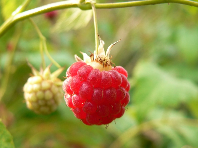 Малина обыкновенная. Малина обыкновенная Rúbus idáeus. Малина обыкновенная (Rubus idaeus). Малина обыкновенная - Rubus idaeus l.. Малина Rubus caucasicus.