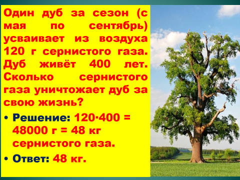 Средний срок жизни дуба составляет около пятьсот. Сколько лет живет дуб. Дуб сколько лет живет дерево. Продолжительность жизни дуба. Сколько лет дубу.
