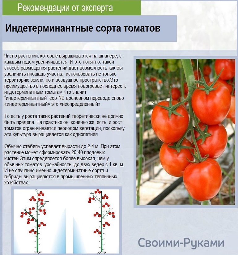 Что означает слово детерминантный томат