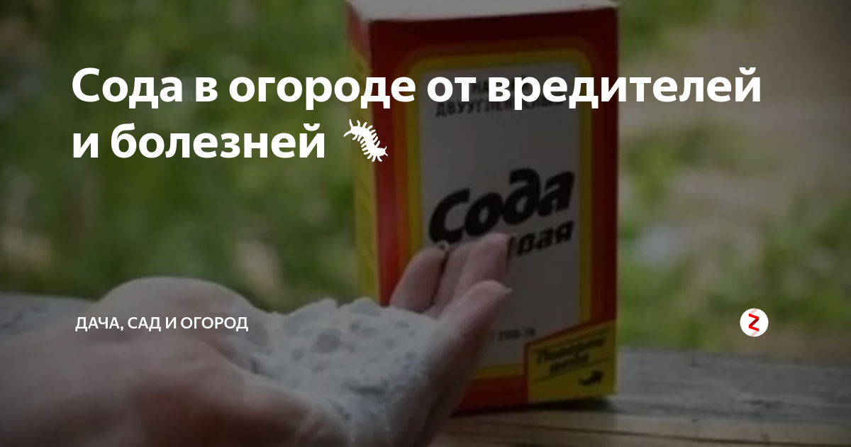 Пищевая сода в огороде. Пищевая сода от вредителей в саду и огороде. Очищение сосудов пищевой содой. Сода для сада и огорода применение.