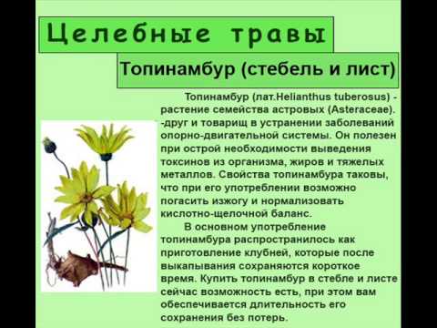 Тапинабур применение в еде и польза. Топинамбур листья и стебли. Топинамбур растение лист. Топинамбур характеристика растения. Земляная груша стебель.