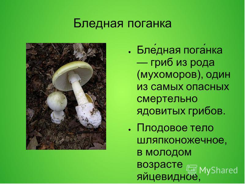 Бледная поганка доклад. Опасный гриб бледная поганка. Бледная поганка гриб. Ядовитые грибы бледная поганка и описание. Бледная поганка шляпка снизу.