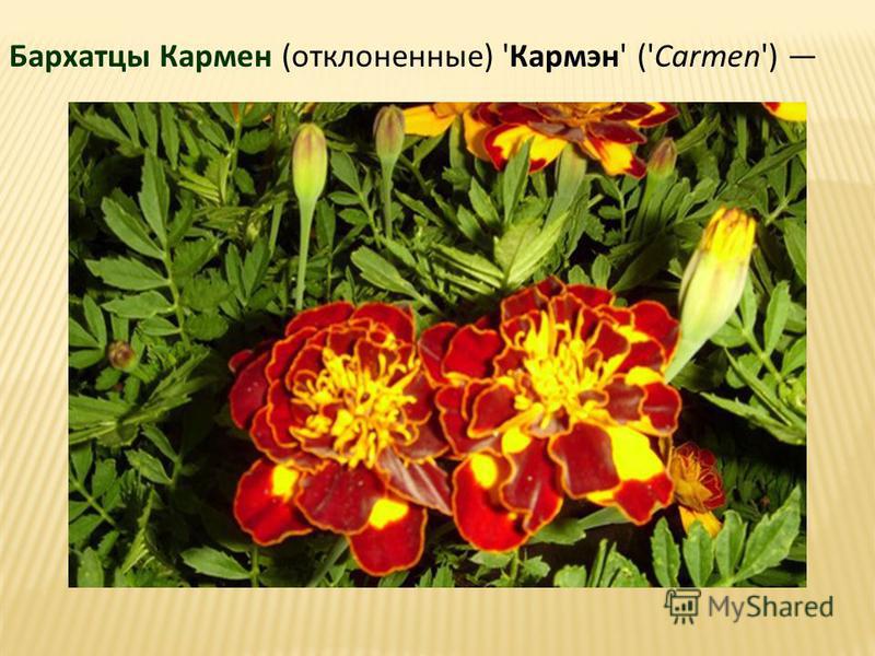 Бархатцы отклоненные кармен. Бархатцы Кармен. Бархатцы Тагетес Кармен. Бархатцы отклоненные Кармен описание.